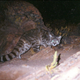 Illustration for article titled Caturday Post - Leopardus jacobita Edition